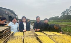 自贡市荣县不雅山镇解锁春耕新模式 水稻全程机